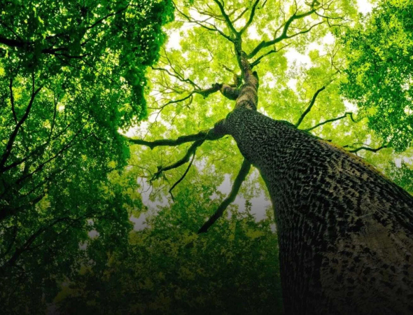 Зелені маршрути: екотуризм, ліси та річки області