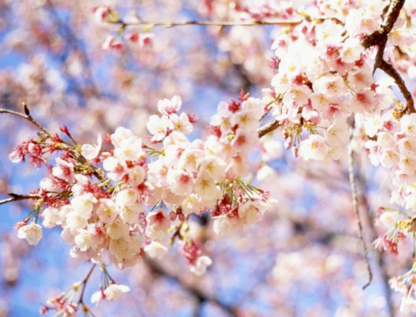 Погода в Березному