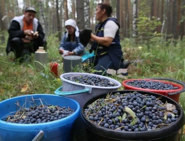 Відкриття сезону збору ягід на Рівненщині: де, коли і що збирати