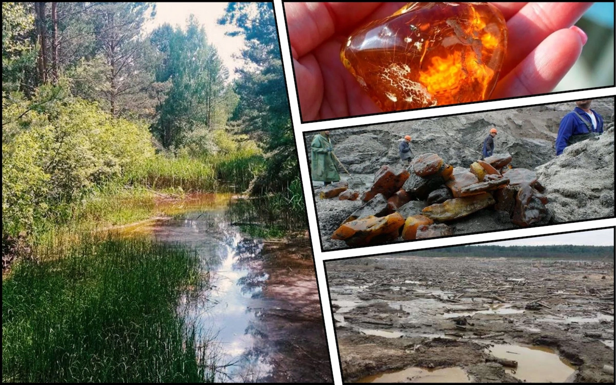 Ліси, бурштин і природа